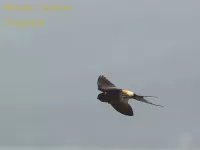 Roodstuitzwaluw [Hirundo daurica]